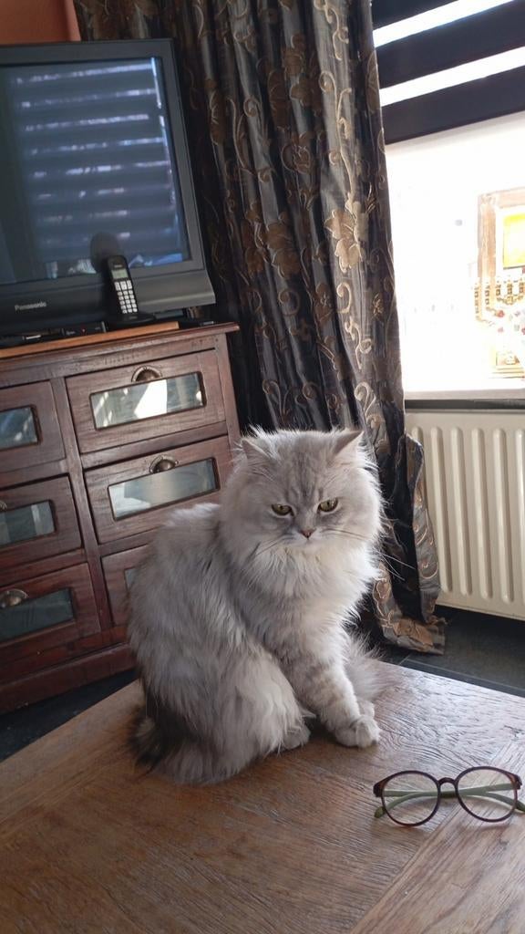 Black Shaded zilver British longhair