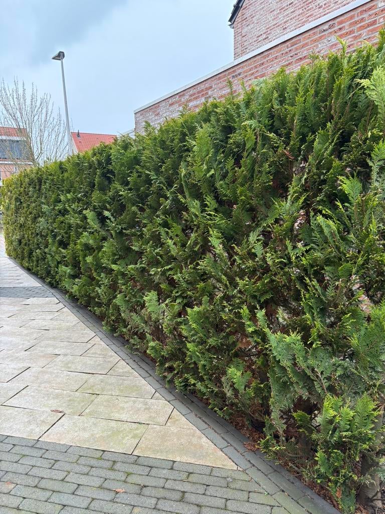 Coniferen, Tuin en Terras, Ophalen, Conifeer, 100 tot 250 cm