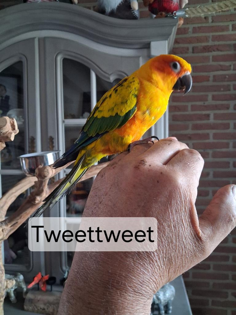 Handtamme zonparkiet, Dieren en Toebehoren, Vogels | Parkieten en Papegaaien, Geslacht onbekend, Parkiet, Geringd