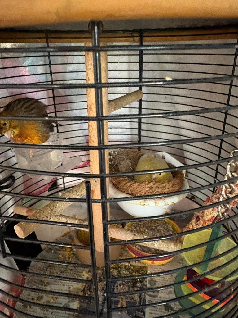 2 kanaries te koop!, Dieren en Toebehoren, Meerdere dieren, Kleurkanarie