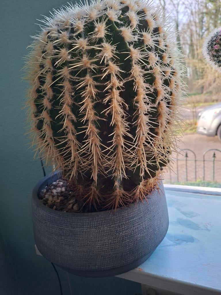 Cactus (Schoonmoedersstoel), Ophalen of Verzenden, Cactus, Halfschaduw, Minder dan 100 cm