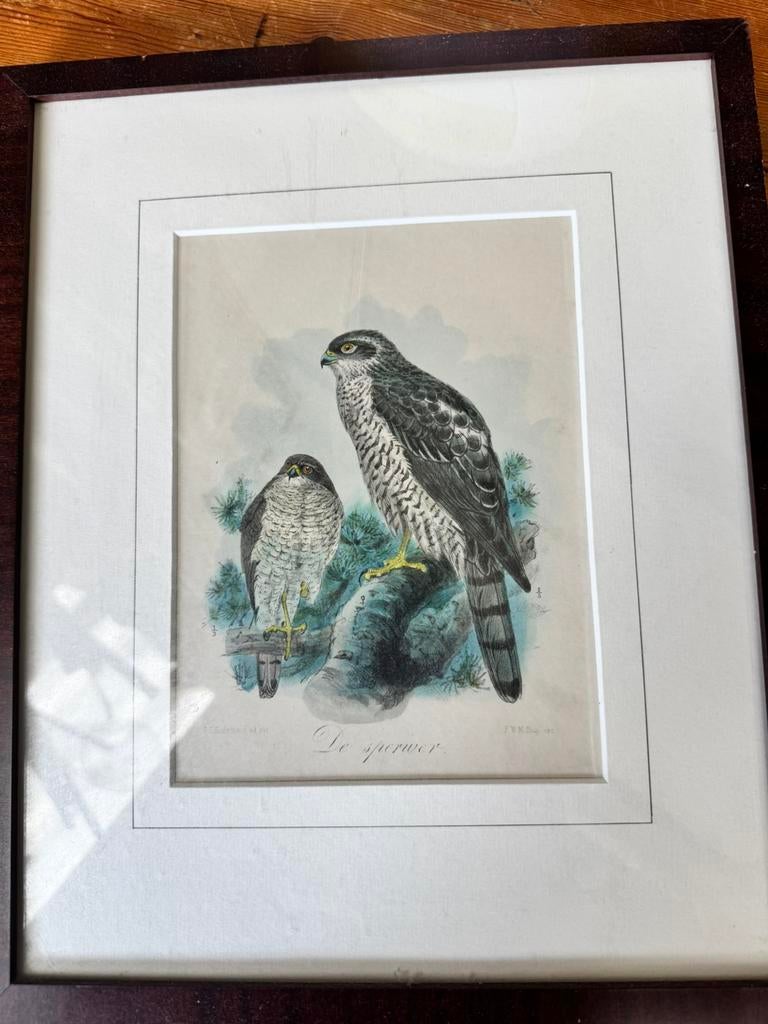 Handgekleurde Litho Sperwer, Ophalen of Verzenden