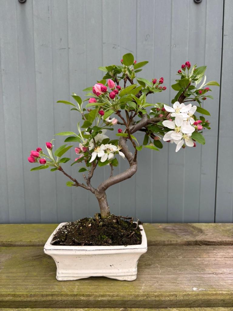 bonsai, Halfschaduw, Overige soorten, Lente, Minder dan 100 cm