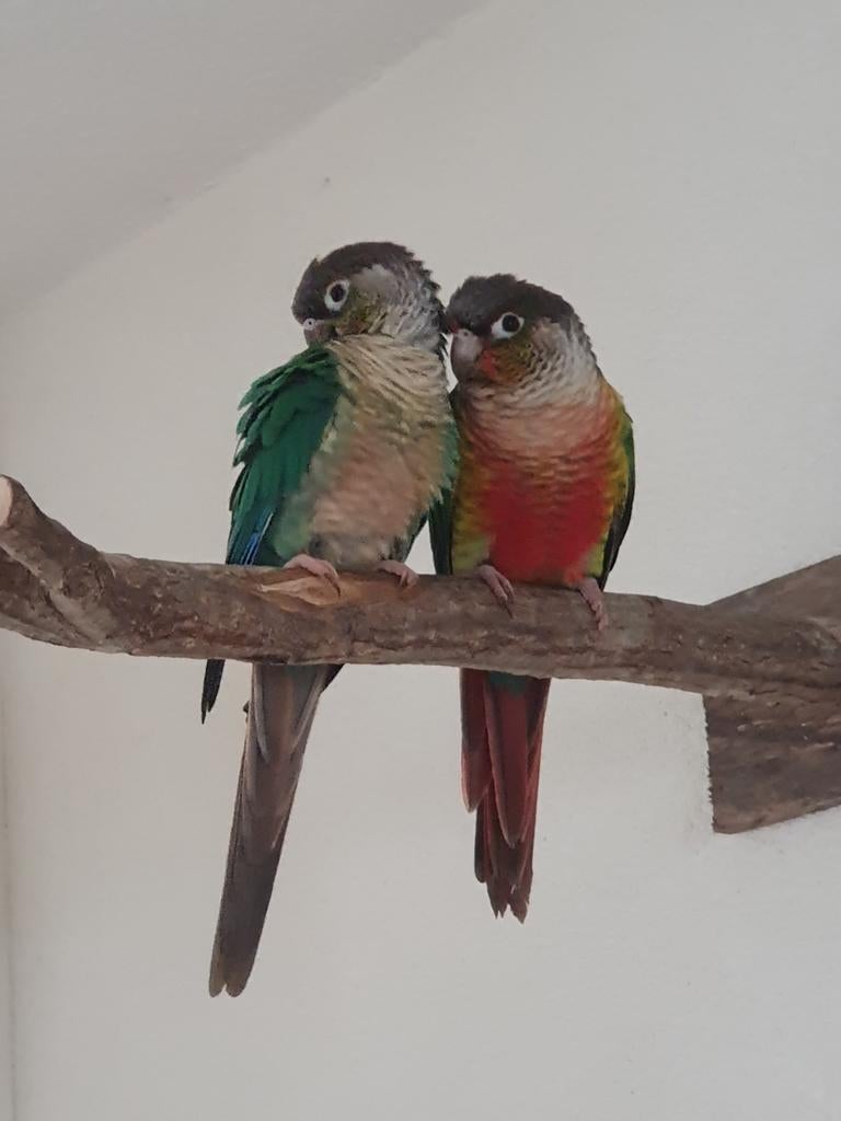 Pyrrhura stel, Meerdere dieren, Parkiet