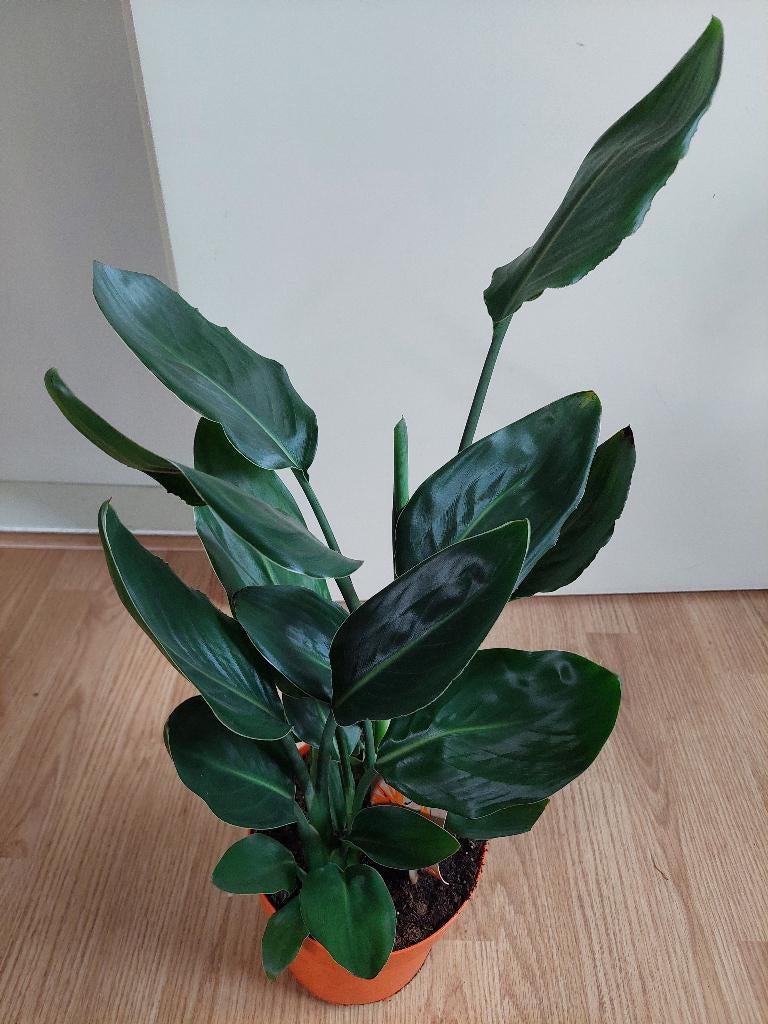 Strelitzia Reginae-Paradijsvogelbloem/Paradijsvogelplant H63, Ophalen, Overige soorten, Halfschaduw, Minder dan 100 cm