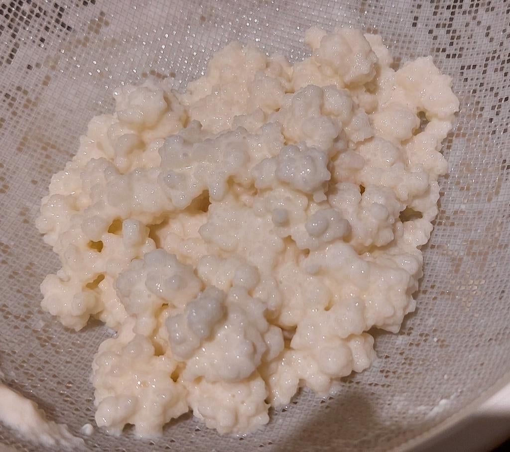 Melkkefir korrels, Ophalen