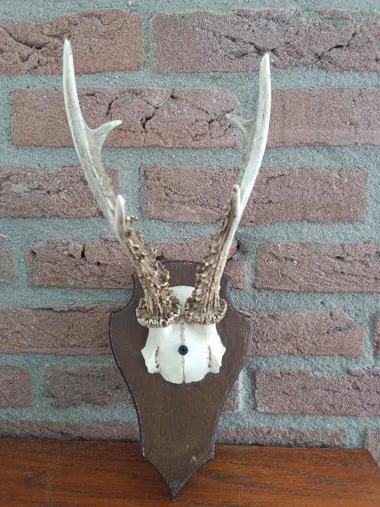 Ree Gewei op houten schild no.04, Ophalen of Verzenden, Hert, Gewei of Kop