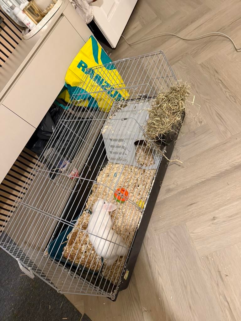 Konijnen hok, Ophalen, 110 cm of meer, Zo goed als nieuw, 90 cm of meer