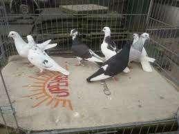 Sierduiven en Postduiven................, Meerdere dieren, Overige soorten