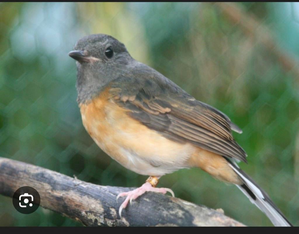 Schamalijster pop., Dieren en Toebehoren, Vogels | Overige Vogels, Vrouwelijk, Geringd