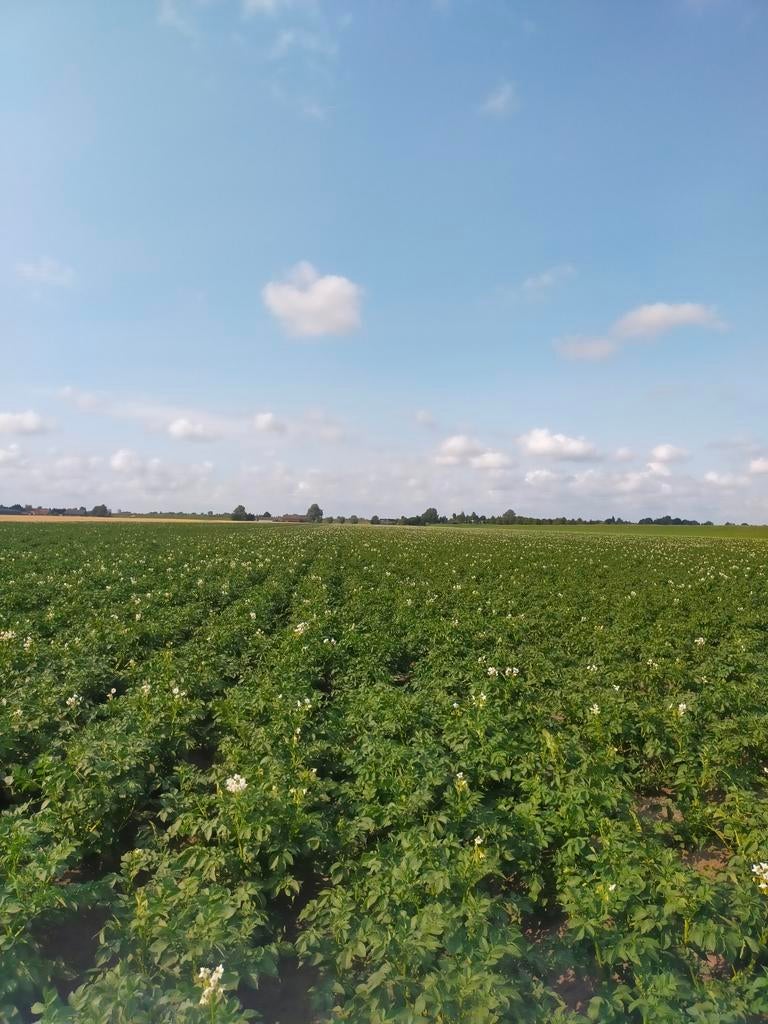 Te koop aardappels en uien oogst 2025, Ophalen of Verzenden