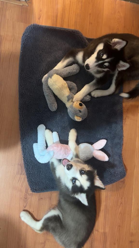 2 husky's zoeken nieuwe huisje., Boeken, Ophalen of Verzenden, Honden