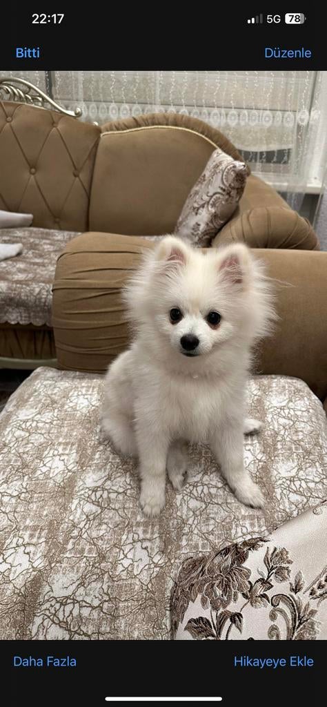 Lieve pomeriaan, Particulier, 15 weken tot 1 jaar, Reu, CDV (hondenziekte)