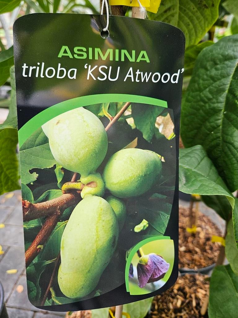 Asimina triloba ' KSU Atwood ' / pawpaw / eetbare vruchten ‼, Lente, 250 tot 400 cm, Ophalen, Volle zon