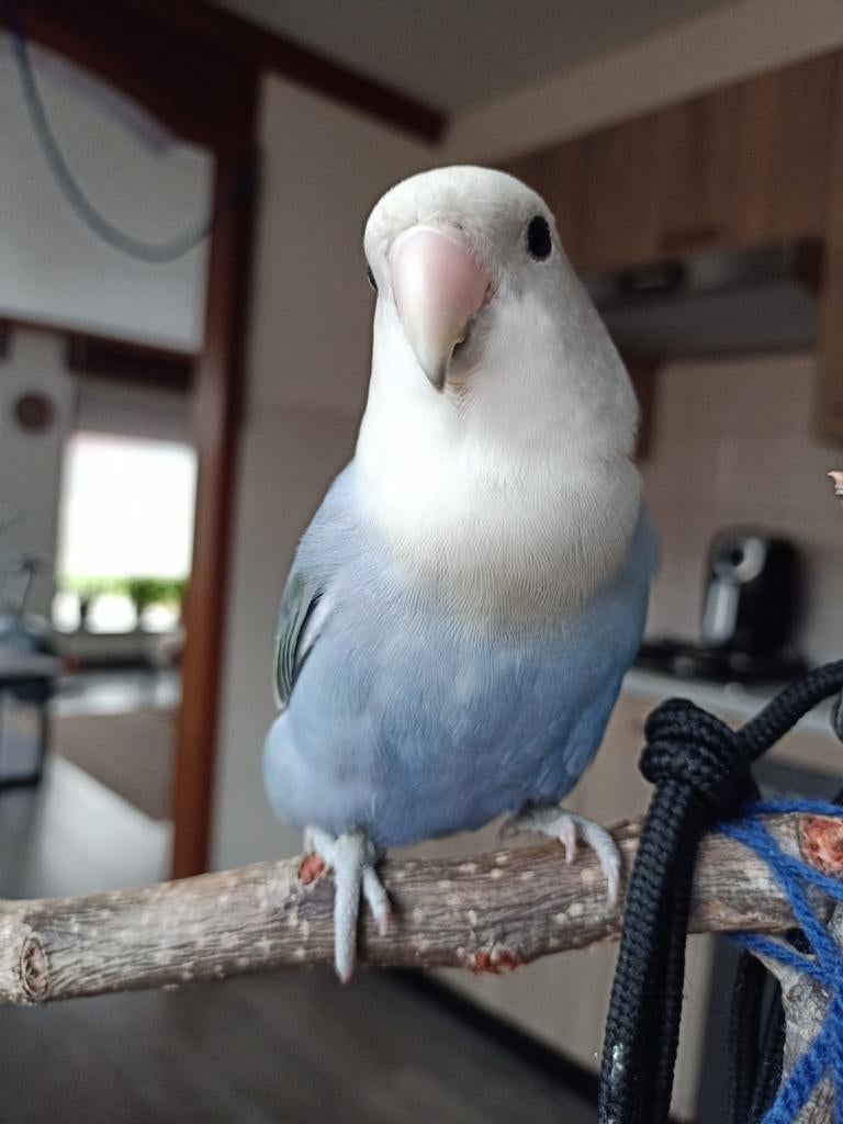 GEZOCHT: tam roseicolli mannetje 1-2 jaar, Dieren en Toebehoren, Vogels | Parkieten en Papegaaien, Mannelijk, Dwergpapegaai of Agapornis