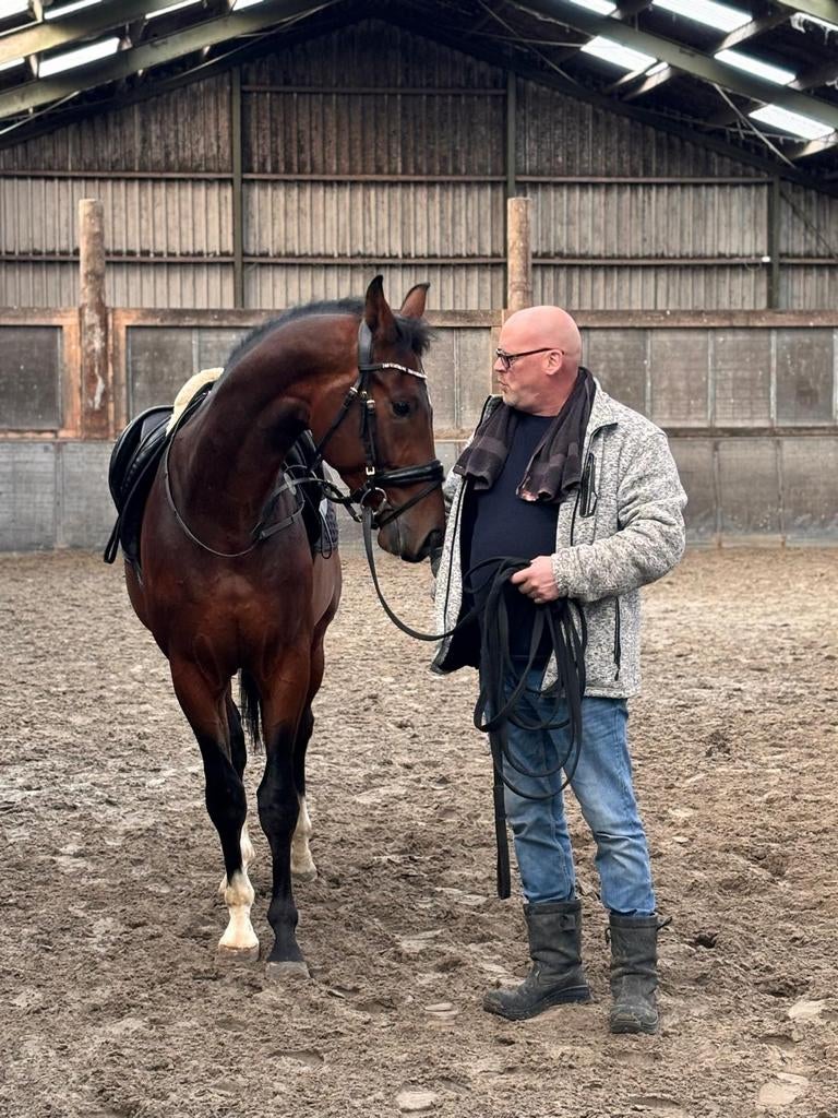 Dressuurpaard, Met stamboom, Ruin, Dressuurpaard, 170 tot 175 cm