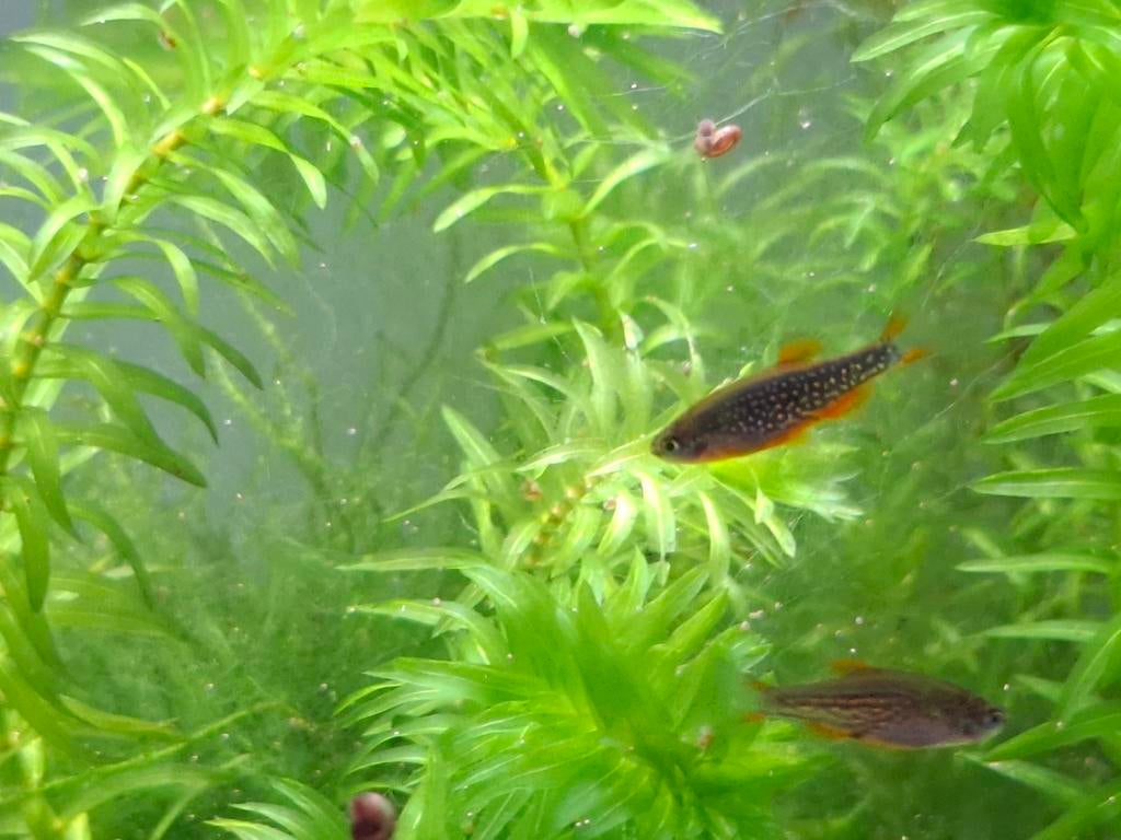 Eitjes en jonge vissen Hemelse parel danio Rasbora Galaxy, Dieren en Toebehoren, Vissen | Aquariumvissen, Vis