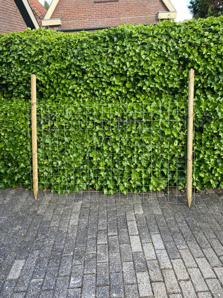 Gaasmatten klimop te koop ( houten palen gaasmatten ), Ophalen, 1 tot 2 meter, Minder dan 3 meter, Zo goed als nieuw