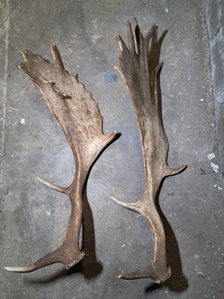 Geweien – Eén Exemplaar Met Unieke Mutatie, Ophalen of Verzenden, Zo goed als nieuw, Hert, Gewei of Kop