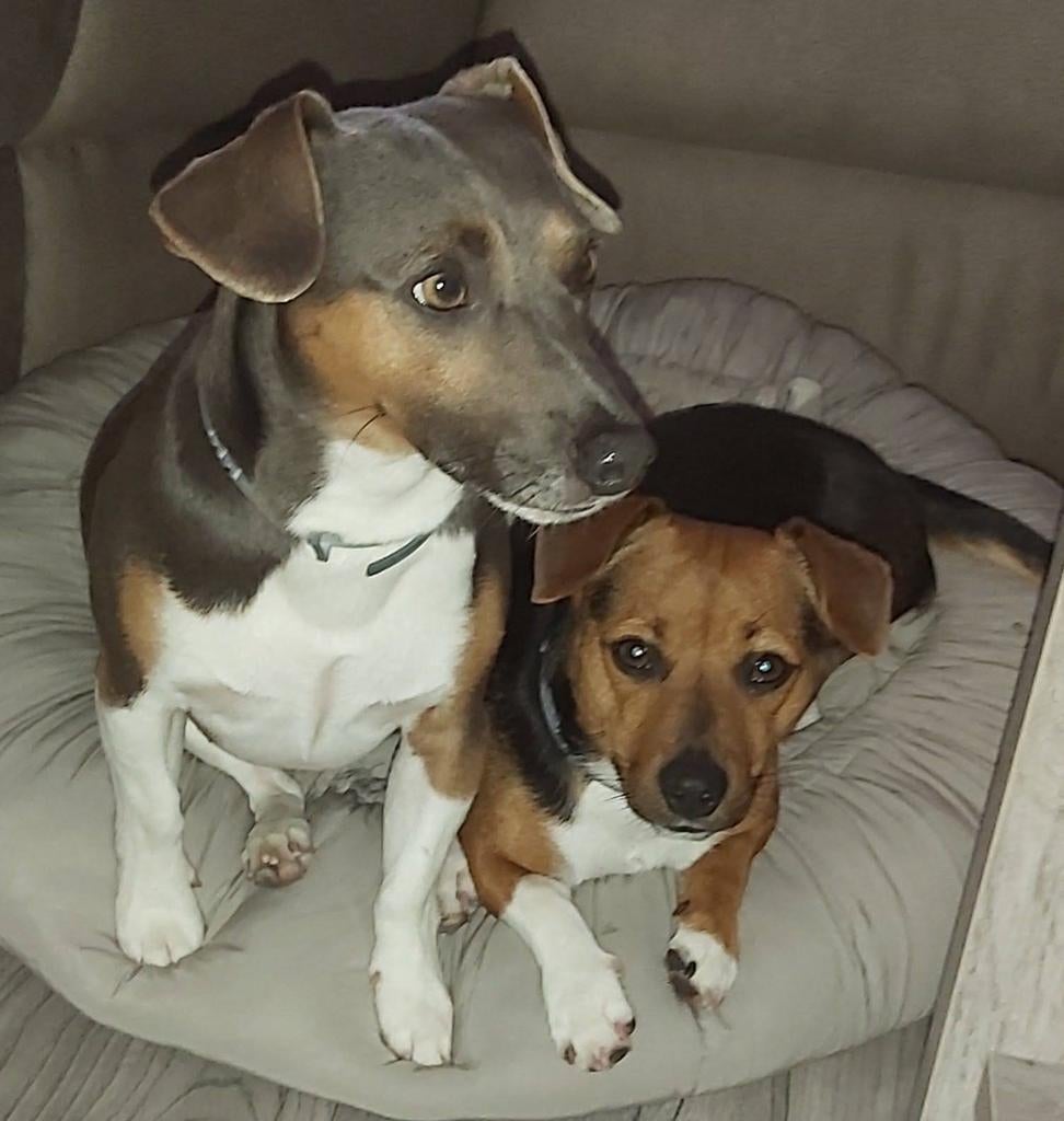 Ter dekking mijn lieve jack russell blue, 6 jaar of ouder, Jack Russell Terriër, Reu, Parvo
