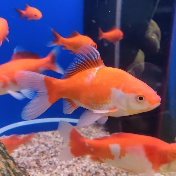 Carrasius auratus, Dieren en Toebehoren, Vis