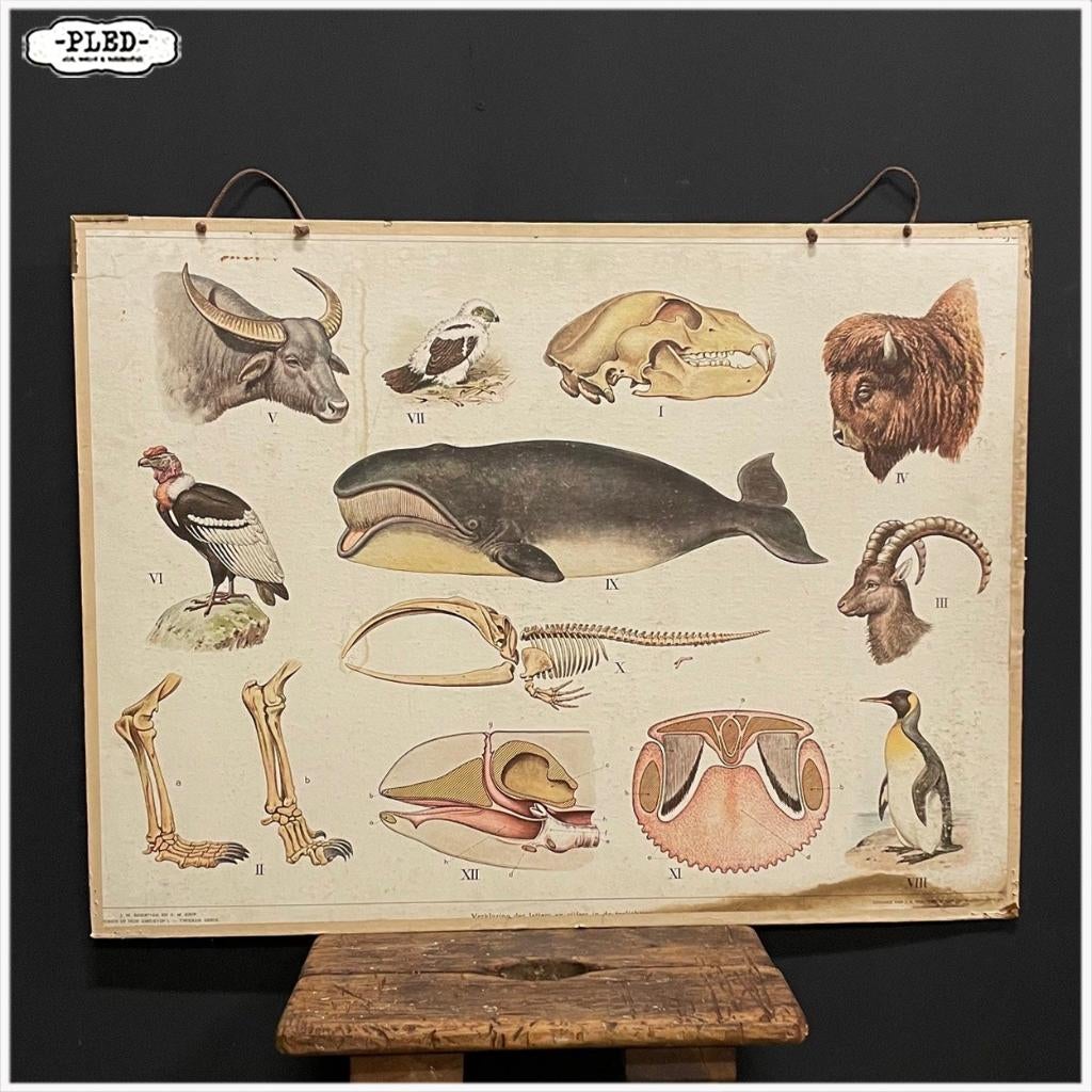 Oude dubbelzijdige schoolplaat - Biologie - Olifant Walvis, Ophalen, Natuur en Biologie
