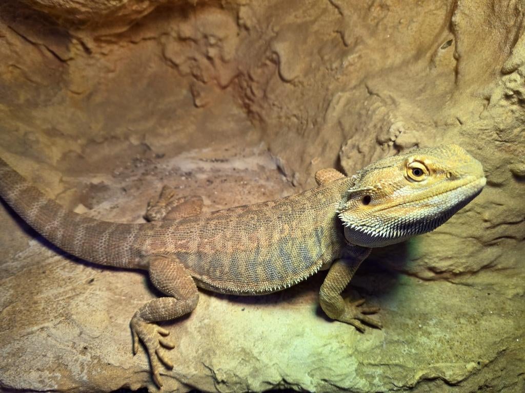 Baardagaam Bearded Dragon - unknown for sale from Jens