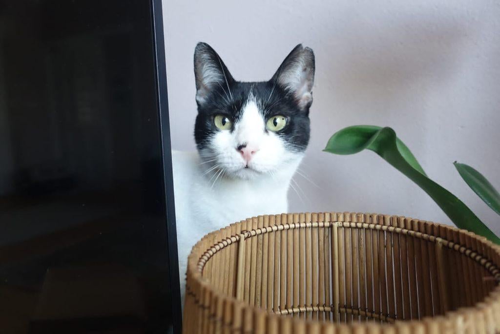 Cat for adoption: MARGO, Dieren en Toebehoren, Katten en Kittens | Overige Katten, Poes, Kortharig, 0 tot 2 jaar