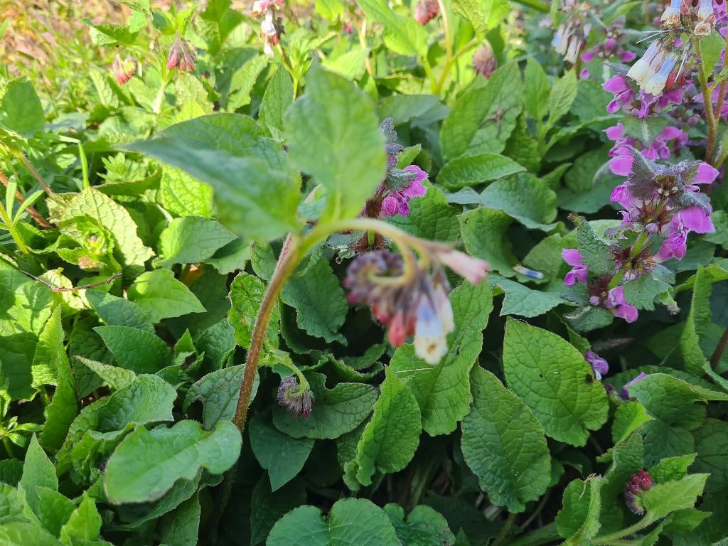 kruipende smeerwortel symphytum grandiflorum, Tuin en Terras, Planten | Tuinplanten, Ophalen, Vaste plant, Bodembedekkers, Halfschaduw