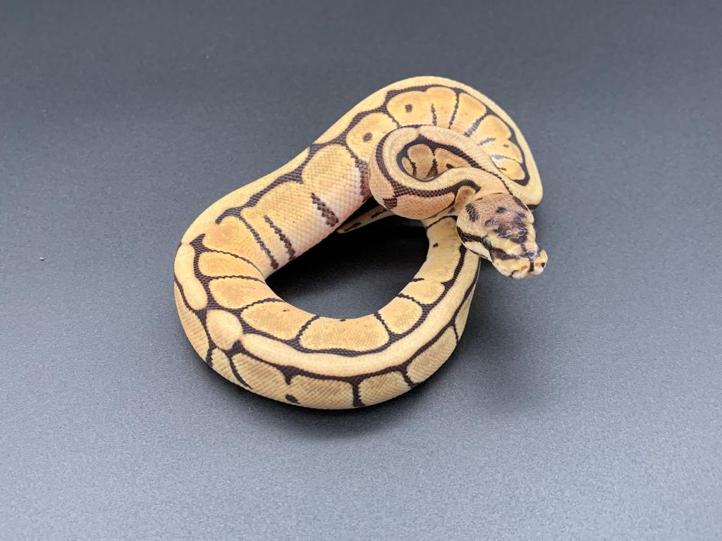 0.1 spider mojave het DG python regius Ball Python - female for sale from DemonSnakes