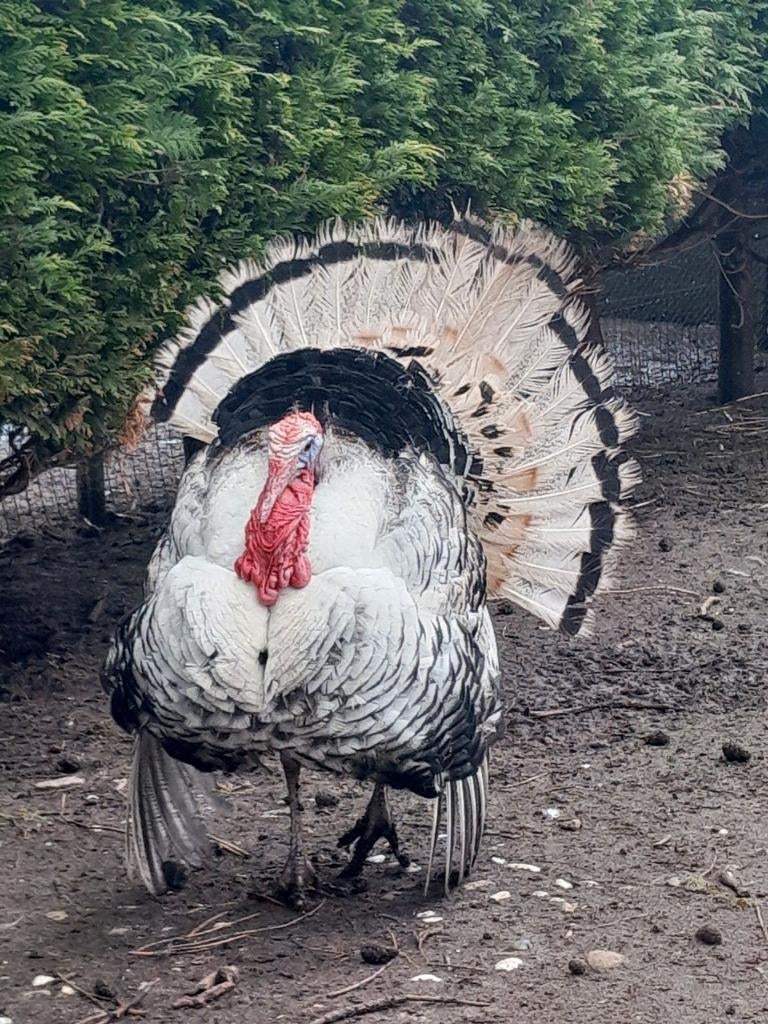 Broedeieren kalkoenen, Geslacht onbekend, Kalkoen