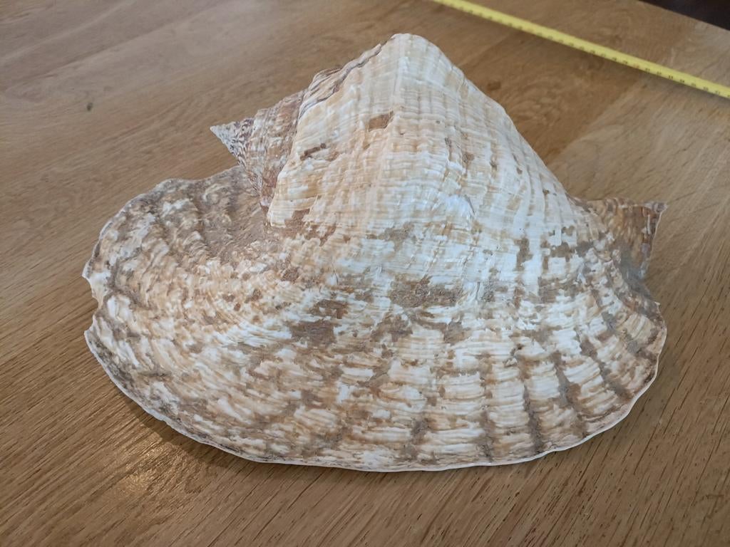 Mooie schelp, Ophalen, Schelp(en)