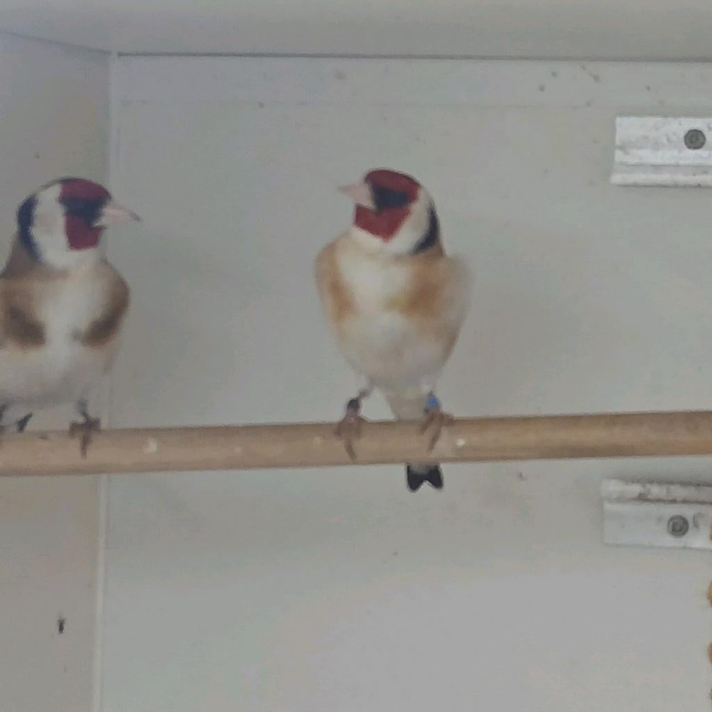 Major putters 2025, Mannelijk, Wildzangvogel, Geringd