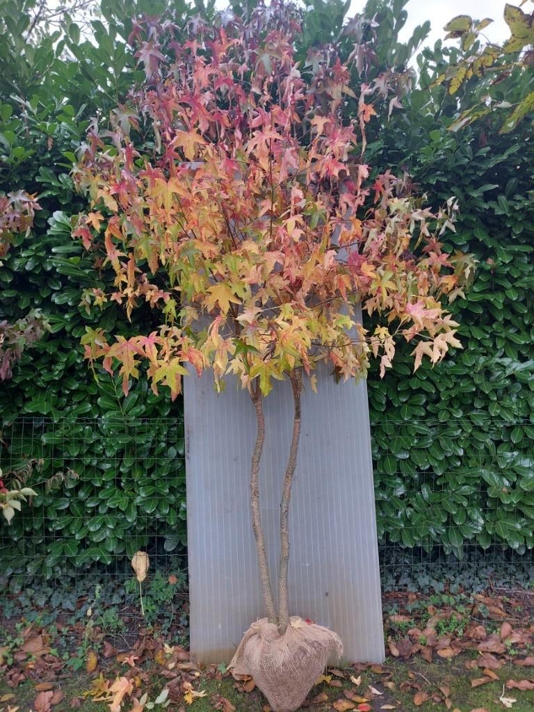 Meerstammige amberboom, Tuin en Terras, Planten | Bomen, Overige soorten, 250 tot 400 cm, Volle zon, Bloeit niet, Ophalen