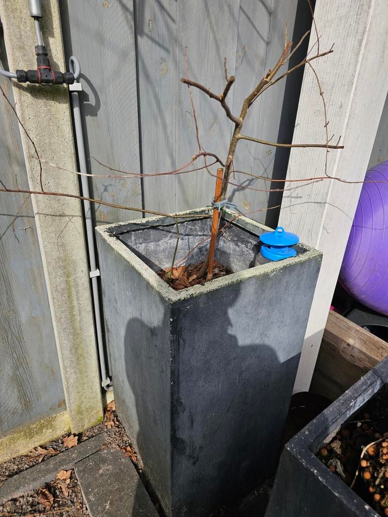 Grote vierkante plantenbak van beton/steen, Tuin en Terras, Gebruikt, Minder dan 60 cm, Vierkant, Ophalen of Verzenden