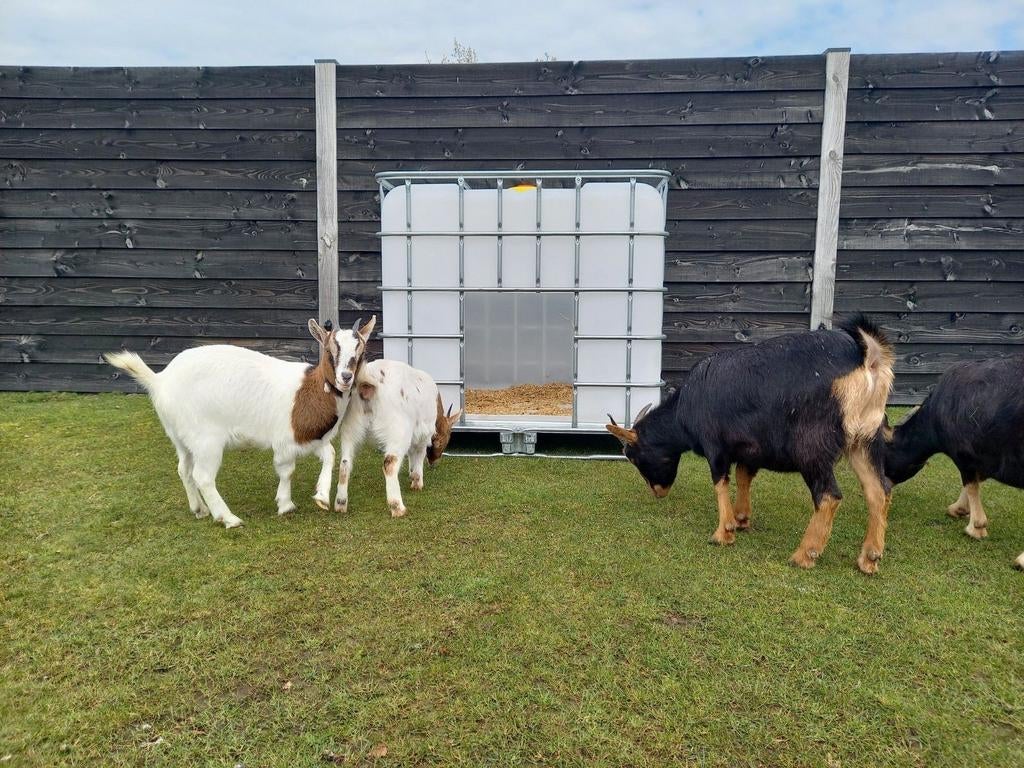 NIEUWE Schuilhokken voor kleine dieren, Dieren en Toebehoren, Schapen, Geiten en Varkens, Vrouwelijk, Geit
