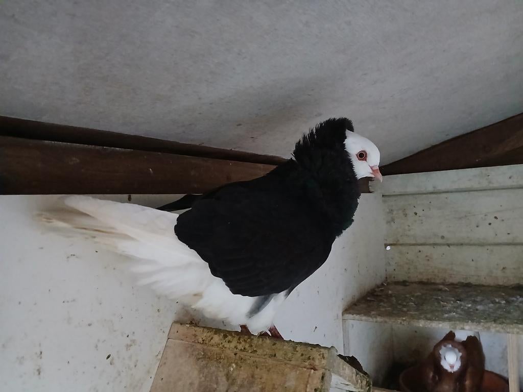 1 span capucijner zwart, Dieren en Toebehoren, Vogels | Duiven, Meerdere dieren