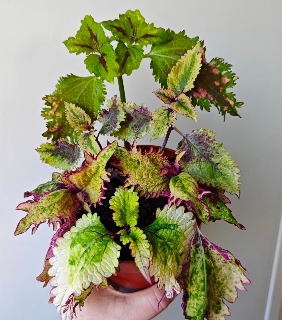 Diverse Coleus Siernetel Mix in Pot, Ophalen