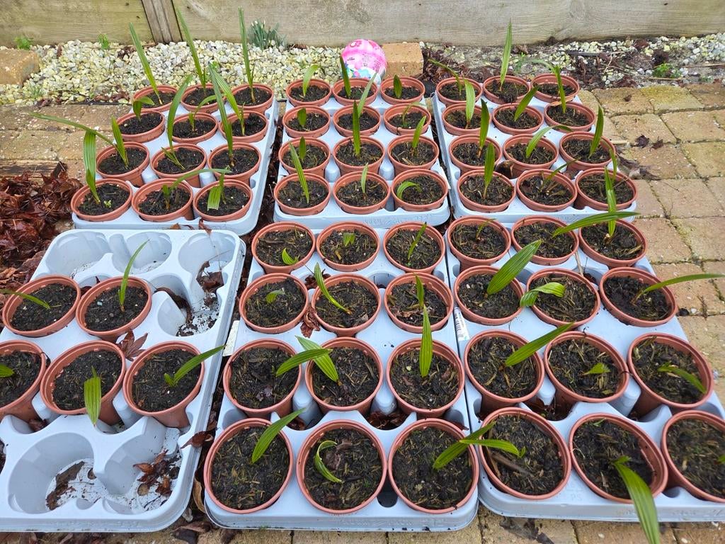 Stekjes palmboom trachycarpus fortunei winterhard, Volle zon, Ophalen of Verzenden, Minder dan 100 cm, Zomer