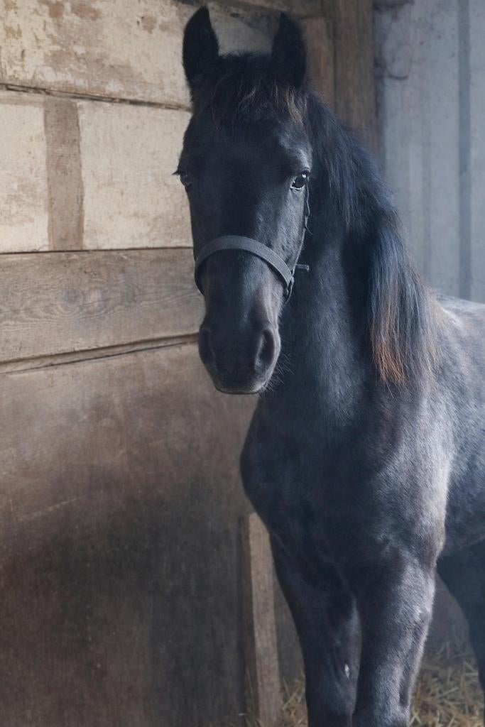 Fries hengstveulen, Dieren en Toebehoren, Hengst, Niet van toepassing, Minder dan 160 cm, 0 tot 2 jaar