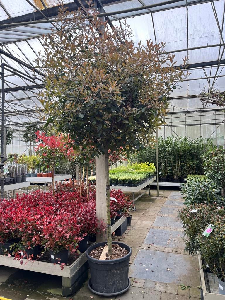 Photinia fraseri 'Red Robin' boom €250, Tuin en Terras, Planten | Bomen, Lente, 100 tot 250 cm, Volle zon, In pot