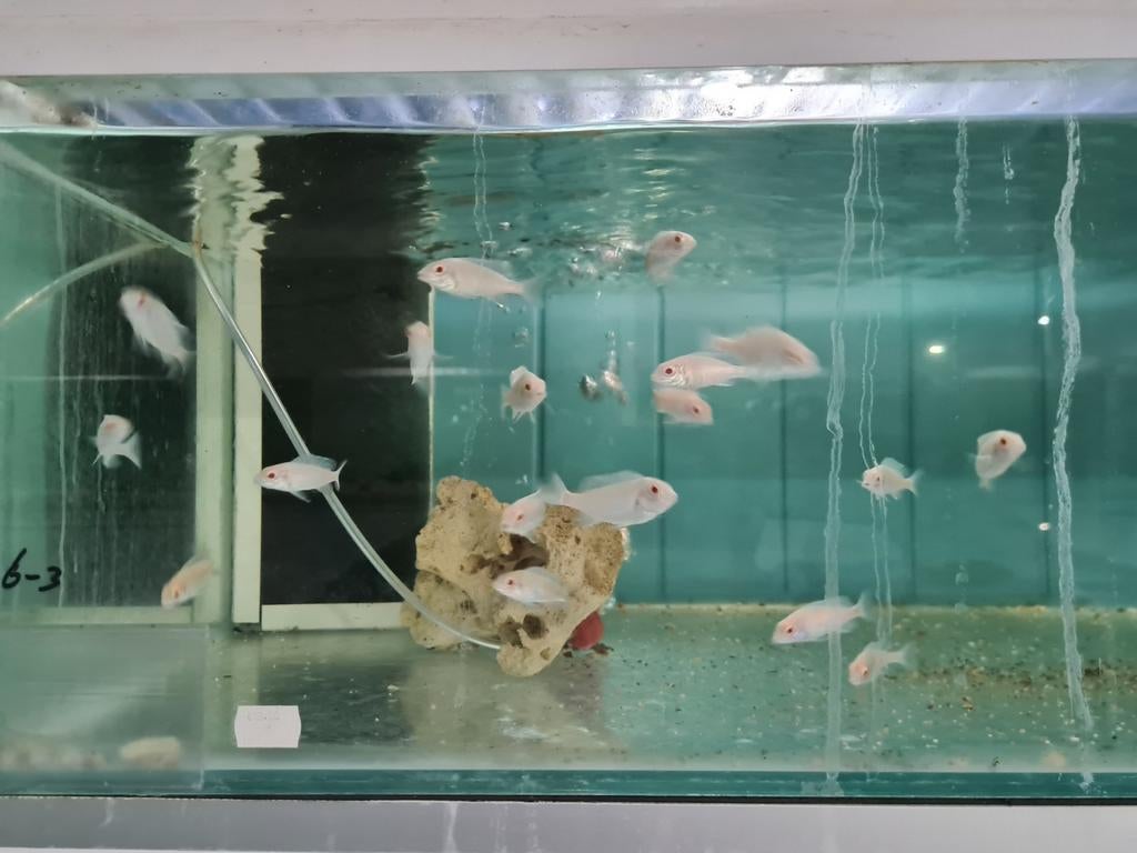 Albino Dolfijn Malawi Cichliden, Cyrtocara Moorii Albino, Vis, Zoetwatervis