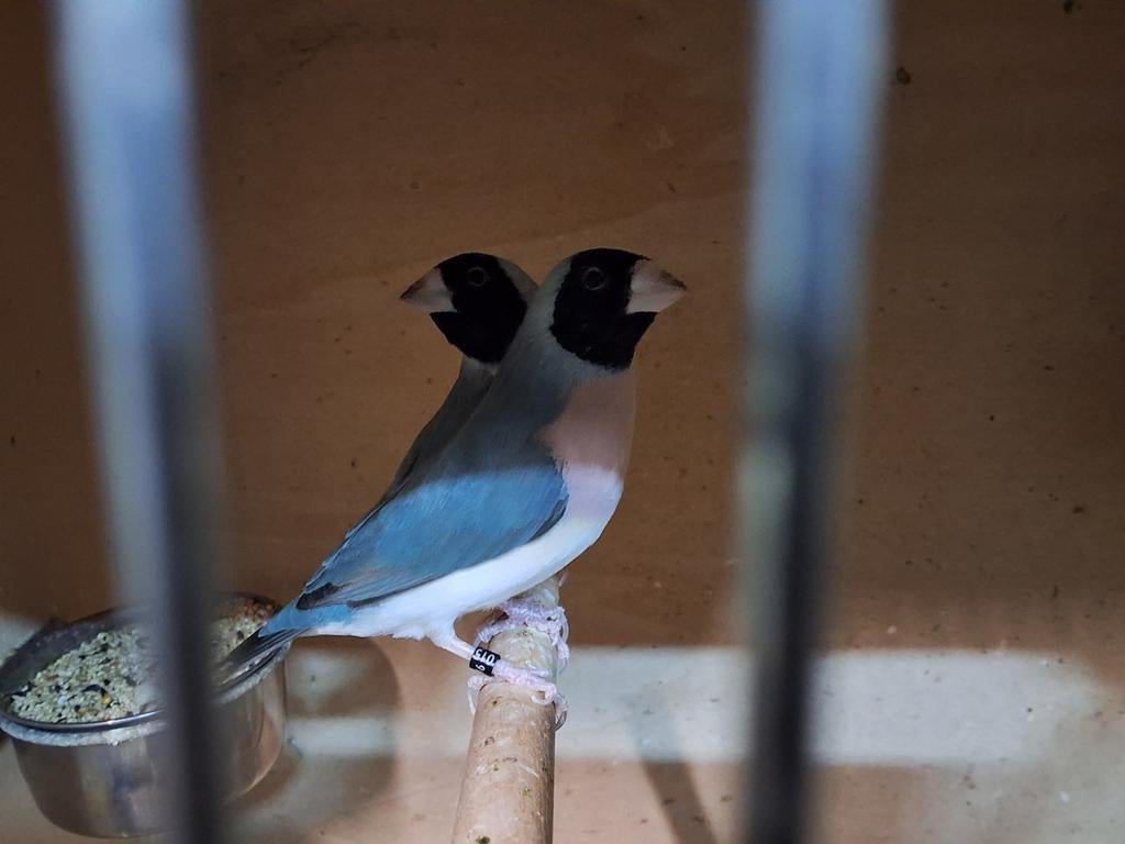 Prachtig koppel blauwe gouldamadine geringd natuurbroed, Dieren en Toebehoren, Mannelijk, Geringd