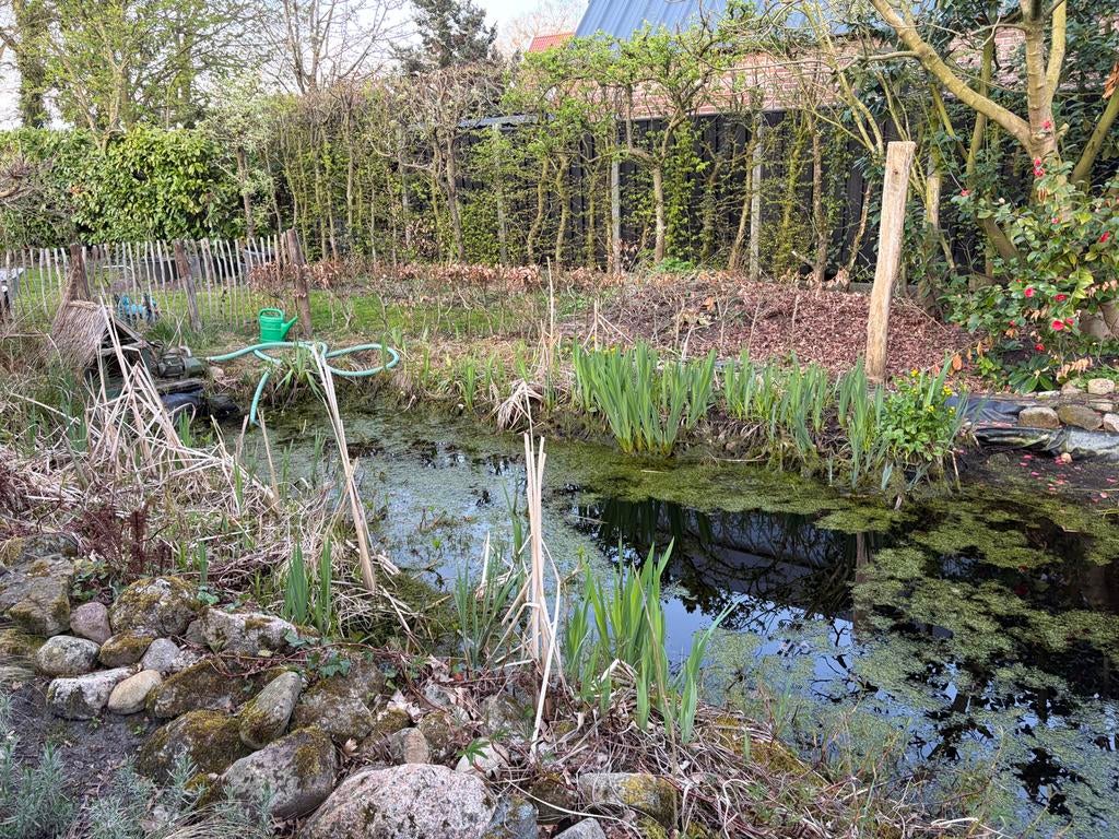 Vijverplanten gratis af te halen, Ophalen, Vijverplanten, Volle zon