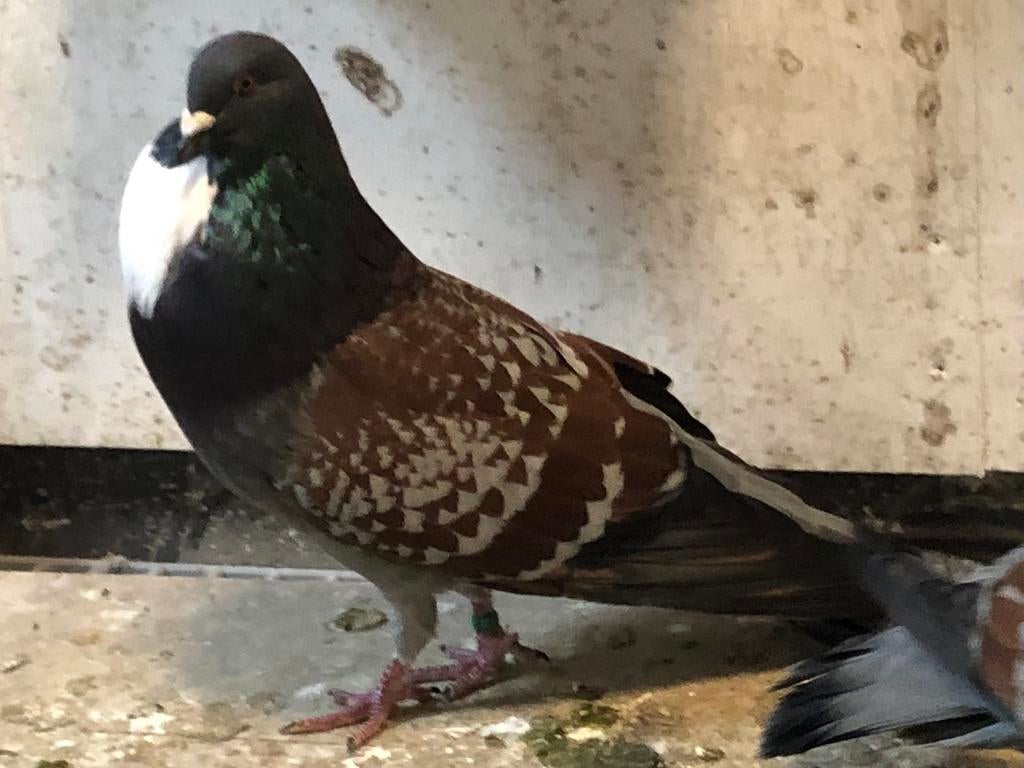 Koppel sierduiven ras: Cauchois, Dieren en Toebehoren, Vogels | Duiven, Meerdere dieren
