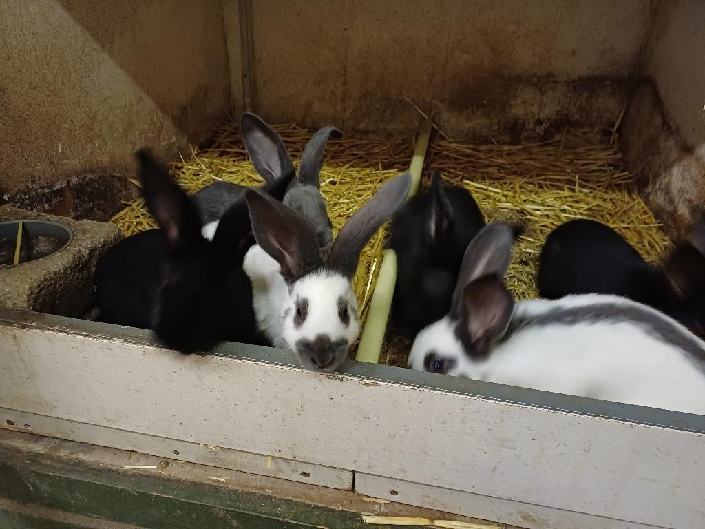 Jonge lotharinger konijnen, Dieren en Toebehoren, Konijnen, Meerdere dieren, Groot, 0 tot 2 jaar