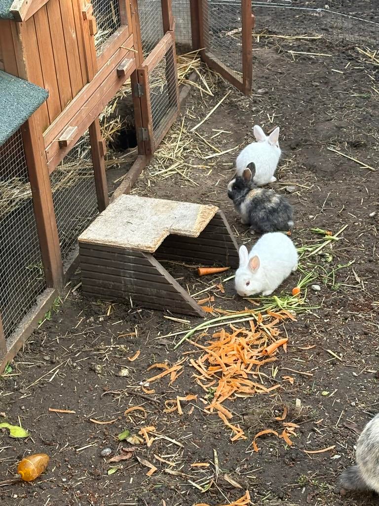 Baby konijntjes, Meerdere dieren, Dwerg