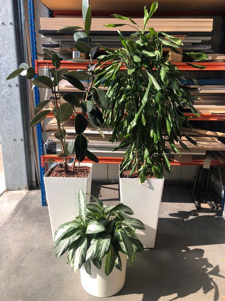 Mooie hydrocultuur planten/ kantoor planten, Ophalen of Verzenden, Overige soorten, In pot, 100 tot 150 cm