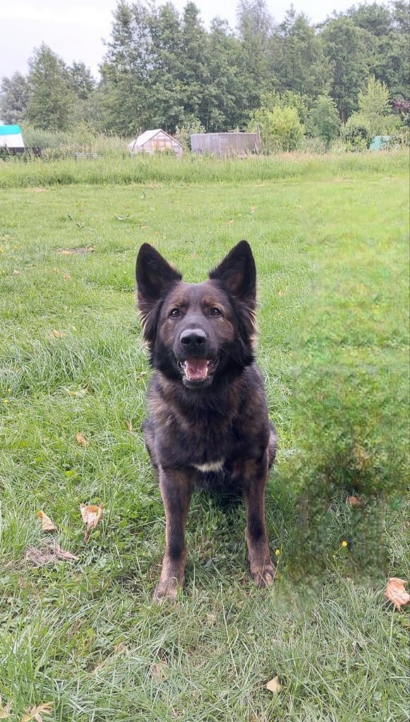 Raszuivere Duitse Herdershond, Dieren en Toebehoren, Nederland, Teef, Parvo, Eén hond