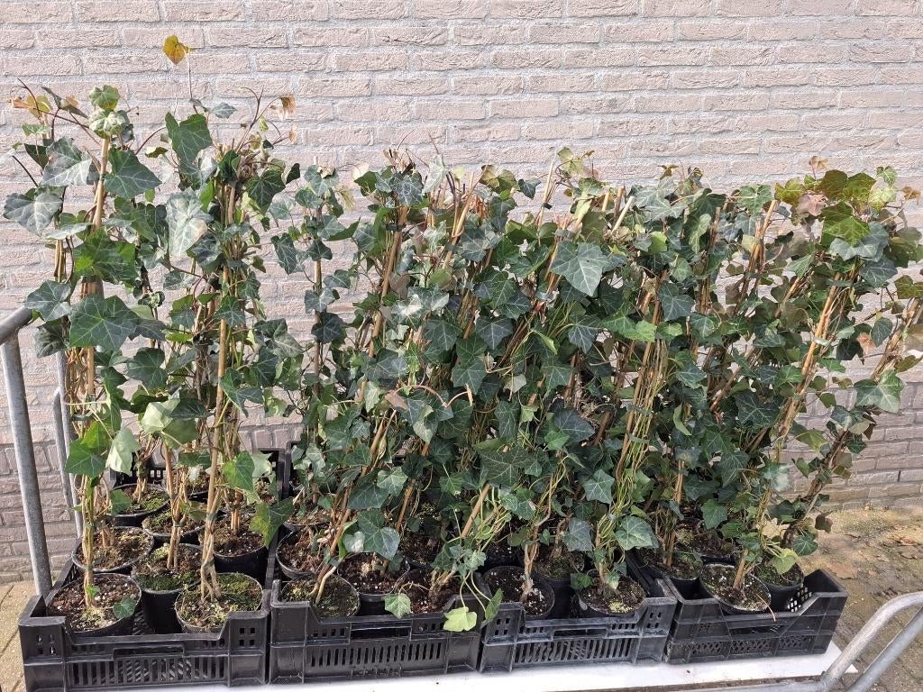Hedera hibernica 100 cm klimop, Ophalen, Vaste plant, Bloeit niet, Halfschaduw